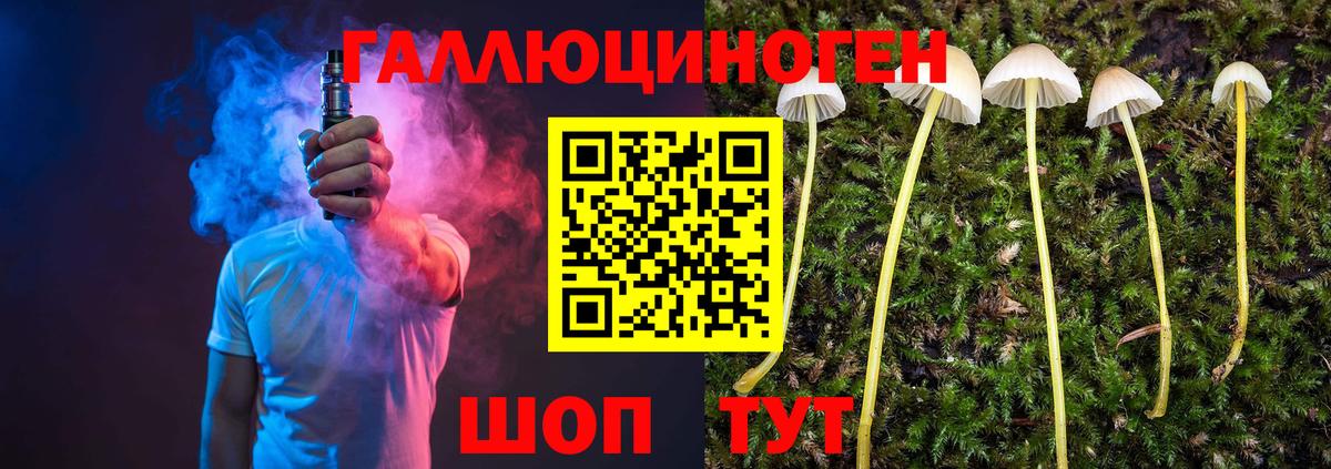 Псилоцибиновые грибы Psilocybine cubensis Луга